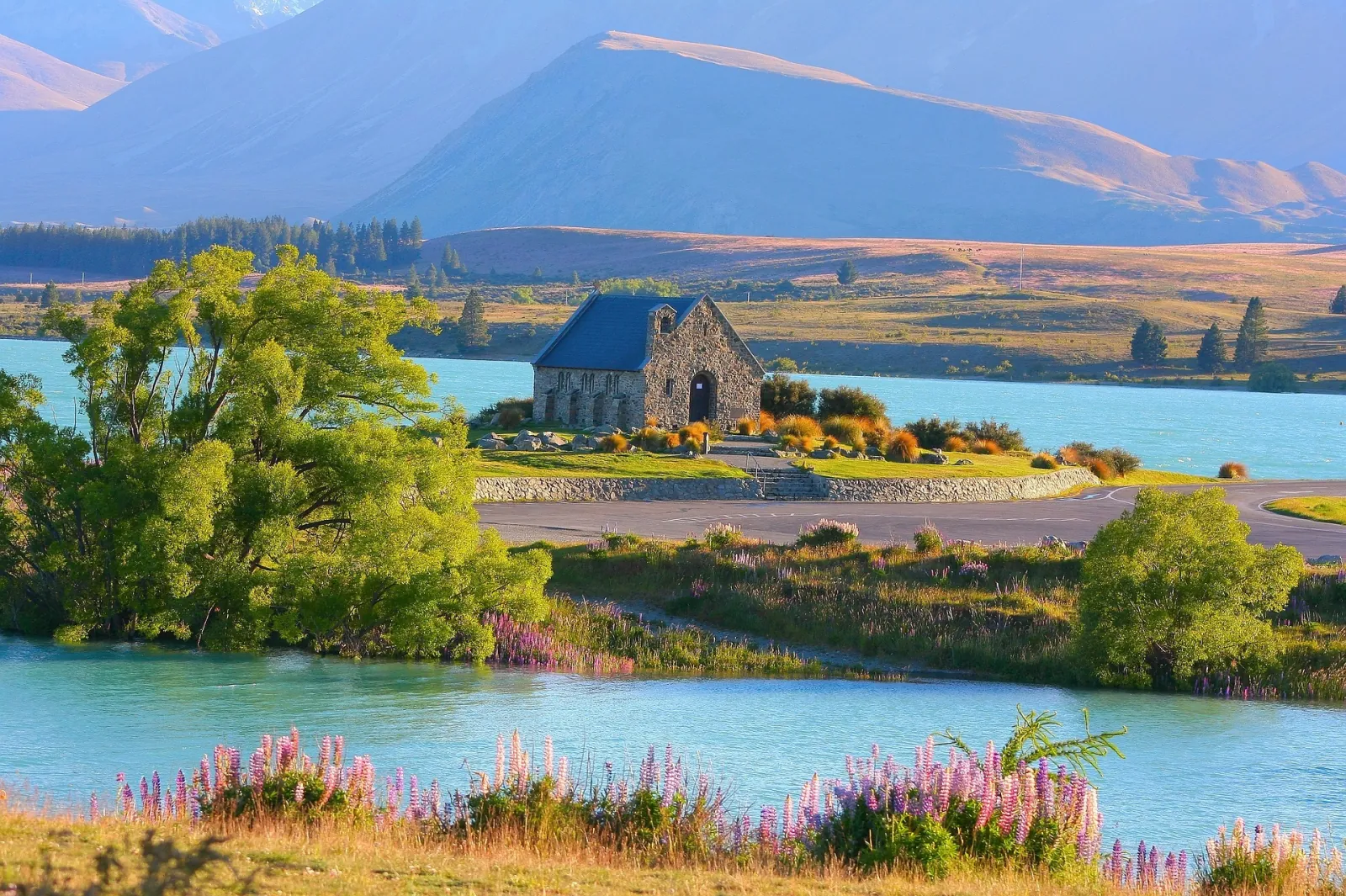 Stone Church of the Good Shepherd on the turquoise shore of Lake Tekapo, with pink and purple lupins in front
