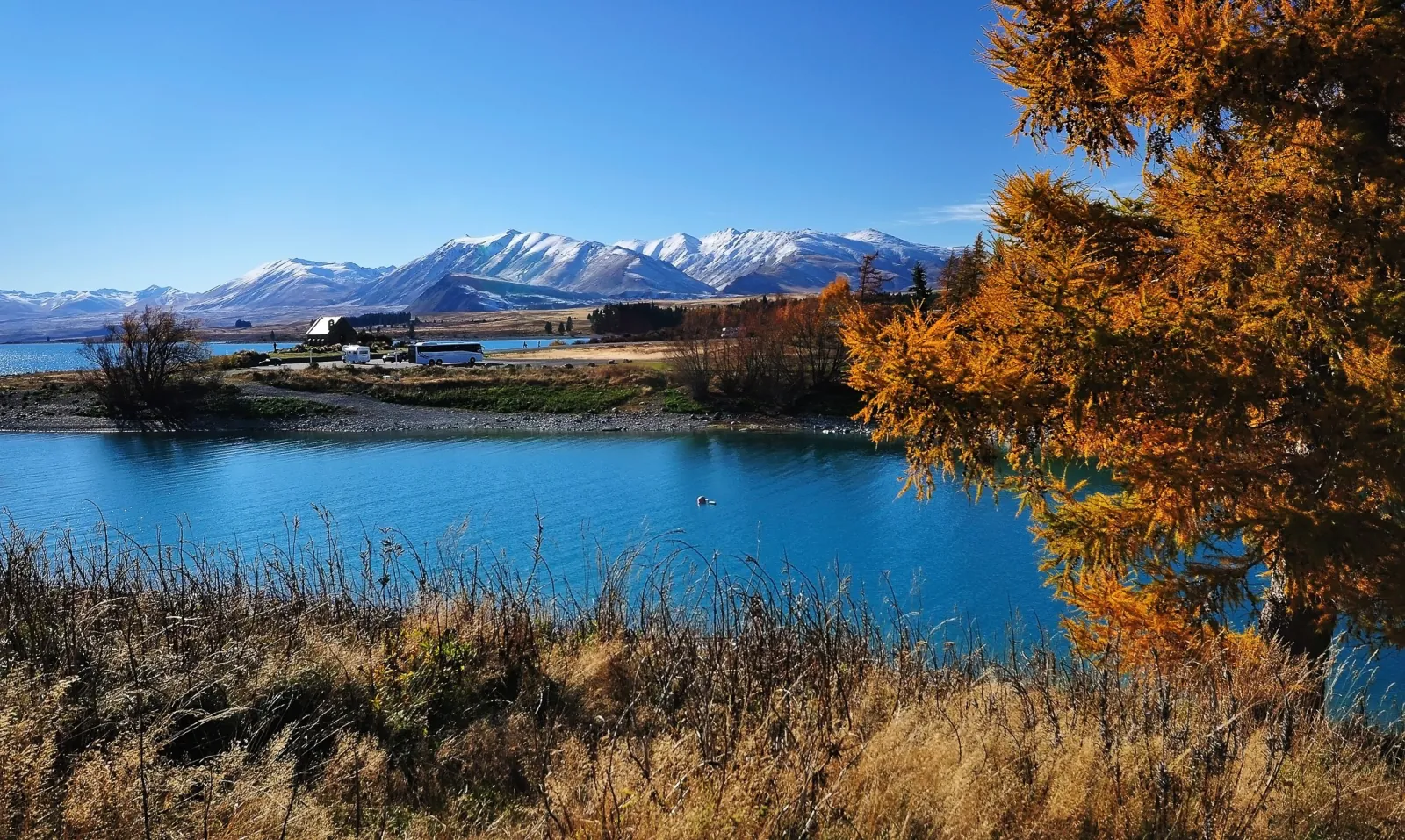 Lake Tekapo in autumn, with golden larch, the Church of the Good Shepherd and a coach parked across the water