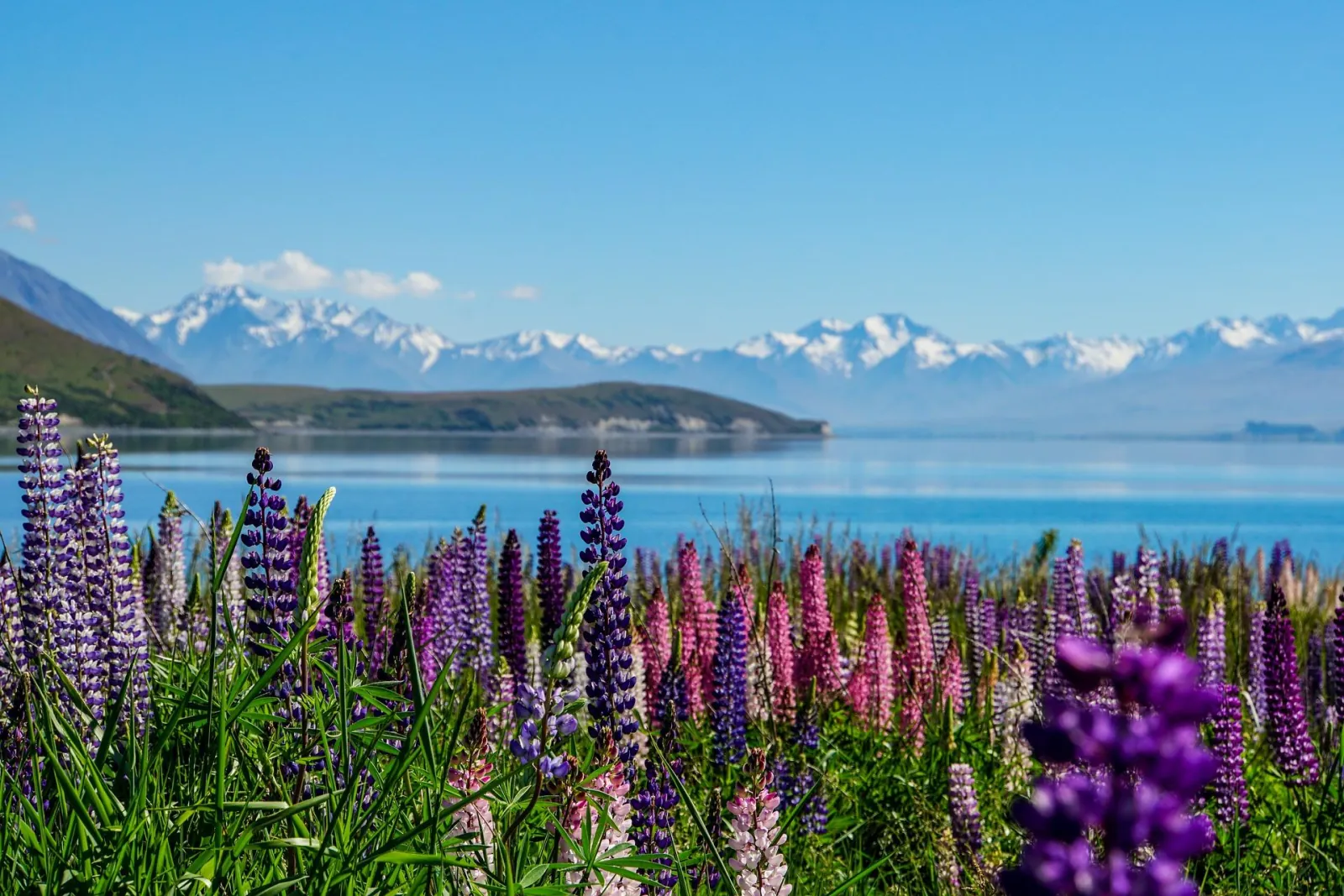 Purple and pink lupins in bloom on the shore of Lake Tekapo, with snowy mountains across the lake